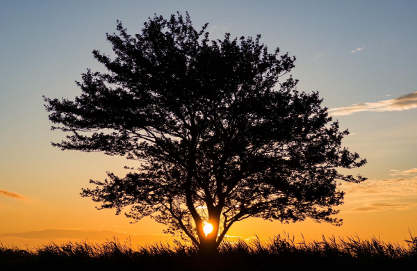 The sun setting behind a single large tree standing on a prairie, silhouetted against a light blue sky fading to orange.