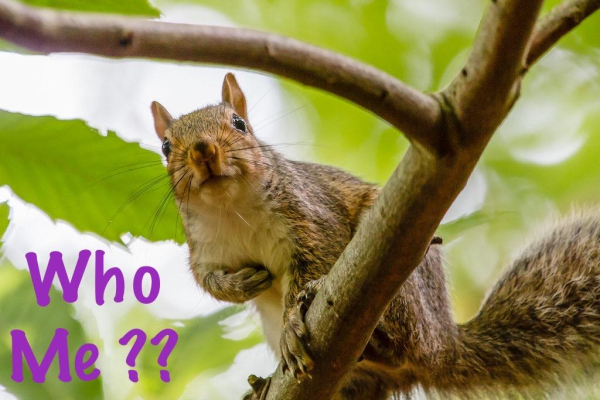 Picture a grey squirrel on a branch pointing to itself with a look of complete innocence.
The caption reads: “Who Me ??”