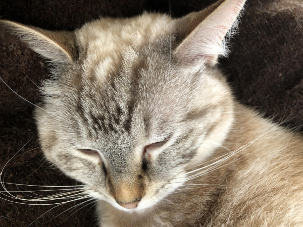 a beige-white-black cat with a rust-coloured patch above her salmon coloured nose is asleep on a person's brown wool jumper. 
this photos is mainly just of her sleepy head and long whiskers. and her ears, which are pointing sideways a bit.