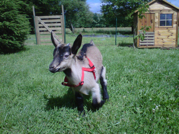 Shammy "goatzilla" the Goat before she grew up.