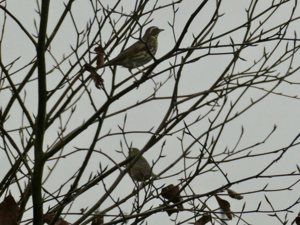 A photo taken in dimpsy light of a couple of redwings perched in the almost leafless upper branches of a beech tree. The light is poor so the birds and branches are little more than silhouettes against the grey sky. It’s too dark to make out their red underwing patches but the speckled breasts and white eye stripes show up.