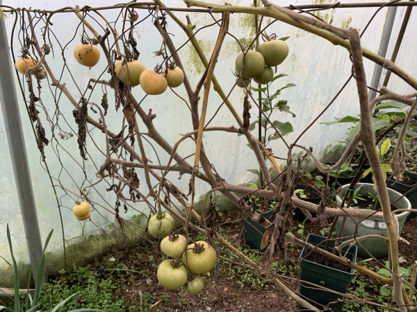 A branch with both yellow and green unripe tomatoes, along with dried leaves inside a polytunnel 