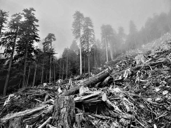 Slopeside view. Part of another massive clearcut on South Vancouver Island.
Black and white photo.