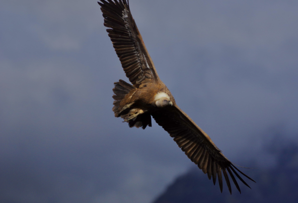 Vautour fauve en vol en virage, juste devant moi, on voit ses enormes serres, et il me regarde du coin de l'oeil