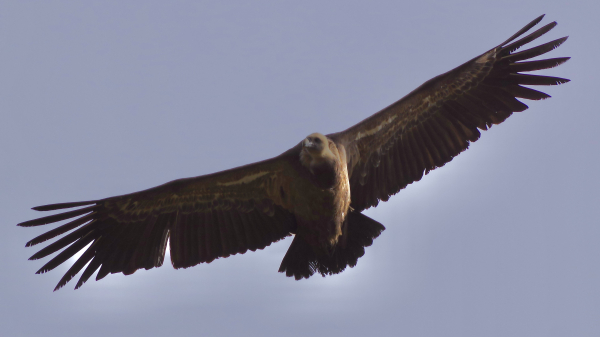 Un vautour fauve vu d'en dessous, en train de faire des cercles pour prendre de l'altitude, me survole.