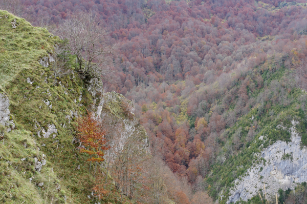 Vu sur un précipice, tout au bout on voit une petite tache noire sur un promontoire tout au bord de la falaise. En dessous, une grande forêt d'arbres rougis.