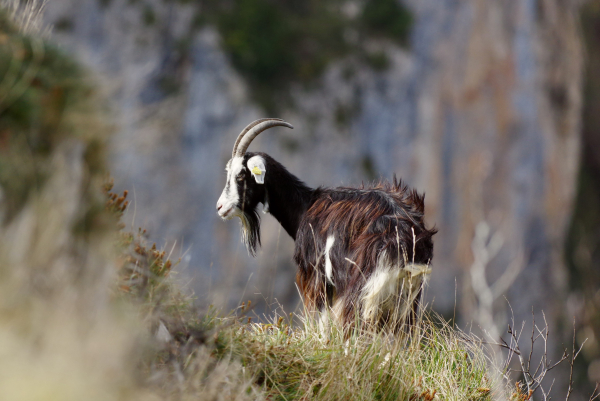 Un bouc, seul, en bord de précipice face à une falaise. Il n'y avait pas de troupeau autour, il était seul, loin du reste du monde.