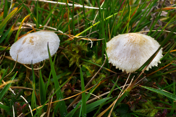 Deux petits champignons  blancs un peu beiges a lamelles avec des colerettes en dents de scie, le dessus du chapeau un peu craquelé, au milieu de l'herbe et de la mousse. 