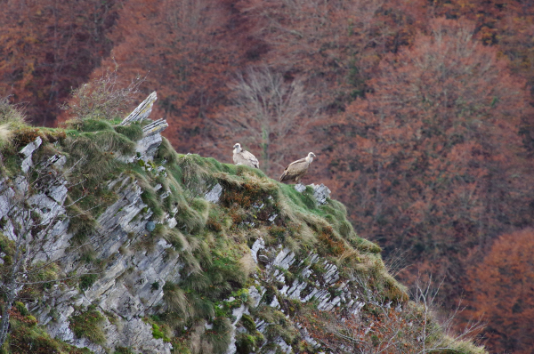 Deux vautours posés sur une arête rocheuse aux roches saillantes avec quelques touffes herbeuses, en arrière plan des masses d'arbres aux feuilles rouge cramoisi. Les deux oiseaux observent, leurs corps est de couleur brun clair avec le bout des ailes presque noire, cou duveteux blanc, tete blanche, gros bec gris.