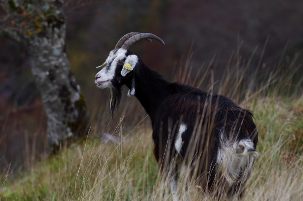 Gros plan sur le bouc, de profil, poil noir, marron et blanc un peu en pétard, grande barbe blanche et noire, tete blanche et noire, grandes cornes incurvées, sur une pente herbeuse. Au second plan, le tronc d'un hêtre isolé.