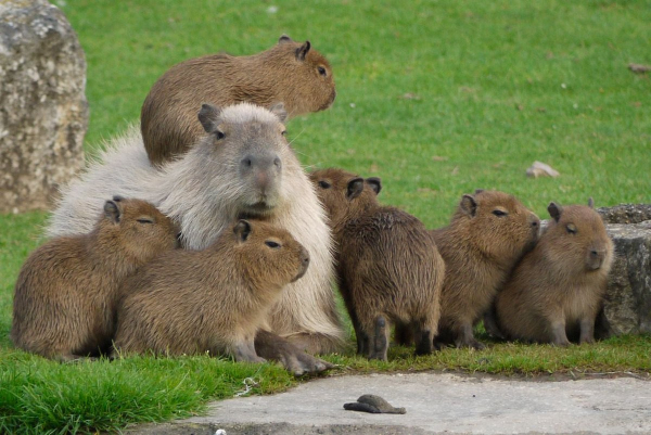 a group of capybaras sitting on the grass, and looking chill AF