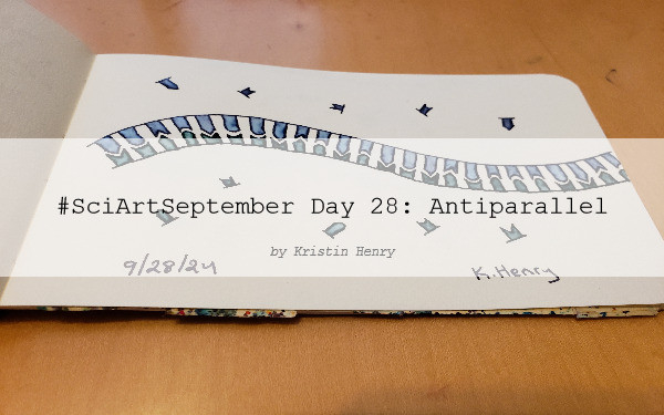 Hand drawn generative/procedural art in ink on an open page of my sketchbook. The abstract pattern is inspired by a double strand of DNA. There is a watermark across the image with text that reads "#SciArtSeptember Day 28: Antiparallel by Kristin Henry"