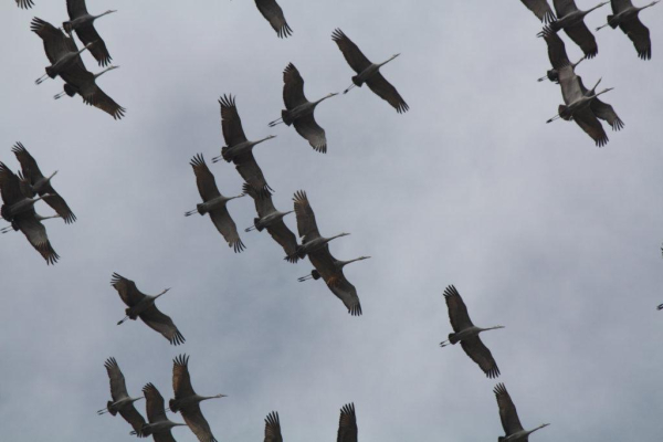 A shot of the middle of a migrating flock of sandhill cranes. They're large grey birds with long necks that they keep stretched straight out in front while flying, long straight bills, and long broad wings. They're flying in no particular pattern, but close enough to each other that in some cases their wingtips appear to overlap.