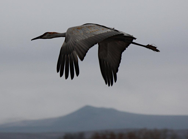 A lone sandhill crane flying from right to left, its wings caught on a downstroke, long neck stretched out in front and long legs trailing behind. In the distance, visible under the crane, is  an out-of-focus mountain.