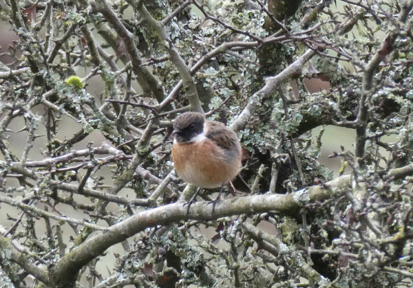 Photo of a European stonechat perched on a branch in a lichen-encrusted hawthorn tree. The stonechat has just been preening and its feathers are all floofed up - peachy-buff breast, dark cap and back, and clean white collar.