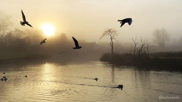 A natural sepia tone photo taken on a misty morning as the sun rises over the river. There are silhouettes of 4 flying gulls prominent in the photo, with more floating on the rippling water alongside a couple of ducks. There is mist shrouding the trees and buildings in the distance.