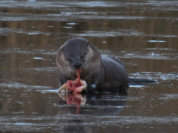 A picture of an otter.