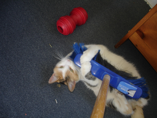 An orange, grey and white cat on her back, with her front legs wrapped around a broom and she's chewing on it while trying to rip it apart with her hind feet