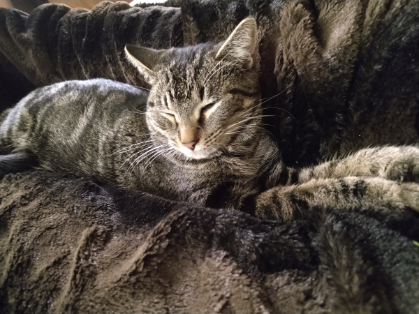 Dark gray tiger kitty with cream muzzle/whiskers and pink nose napping with front paws outstretched on a black and brown blanket