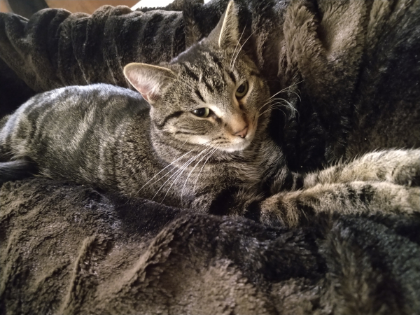 Topaz laying with front paws outstretched on the black/brown blanket covering my legs. Her eyes are slightly narrowed. She has that "M" on the forehead that tabbies often have, in black