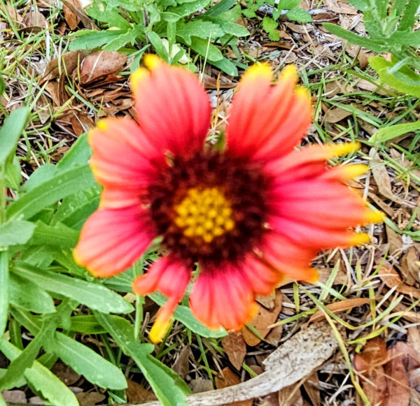 Close up of a common Florida wildflower, an "Indian Blanket" with a solid center and a colir pattern of yellow, brown, and red.