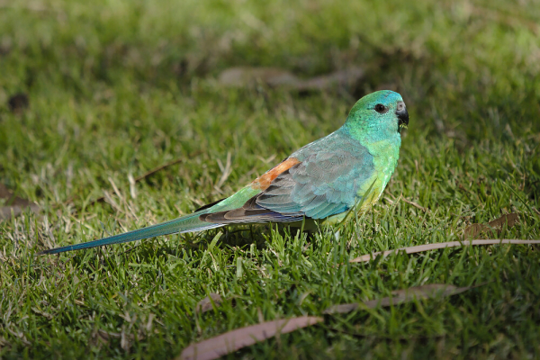 Red-rumped Parrot near Lake Coolmunda, S Qld, October 2024