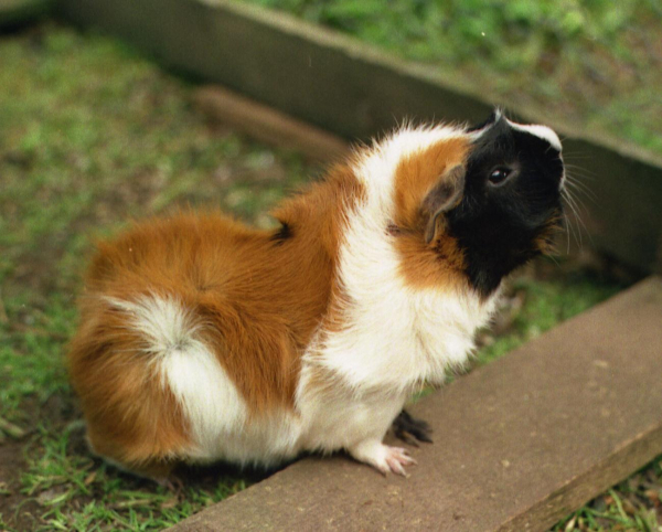 Ginger, a guinea pig (cavy) many years ago.