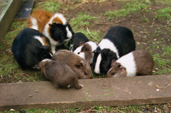 Ginger, a guinea pig (cavy) many years ago with some of his family.