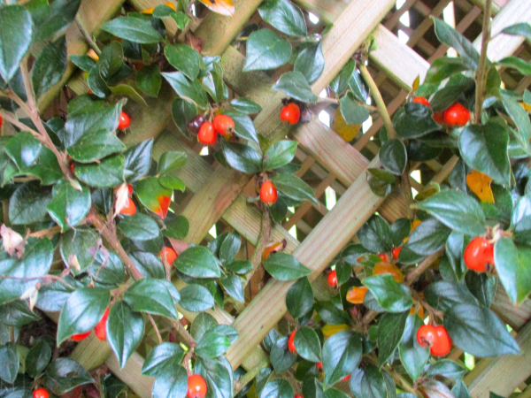 An evergreen wound through a trellis with lots of bright red berries.