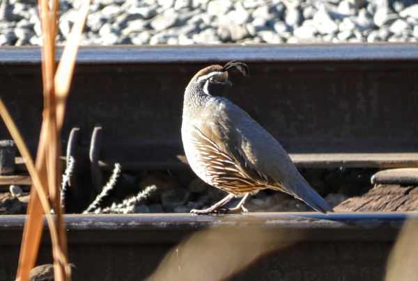 Photo of a California quail--a wonderfully round, plump, smallishly chickenlike bird with grey wings, a white-streaked brown breast, and a wonderfully colorblocked black and white face. This fancy squeaky toy of a bird is walking from right to left along the outer rail of a defunct railroad track that is nestled behind some dried grasses in a cold, sunny, gravelly underpass. The quail is looking back over eir shoulder in full right-facing profile, eir brown breast catching the sun and warming to a chestnut that matches eir cap, and the dark plume of feathers that curls like one arm of a fleur de lis arcing over eir wistful stare downtrack.