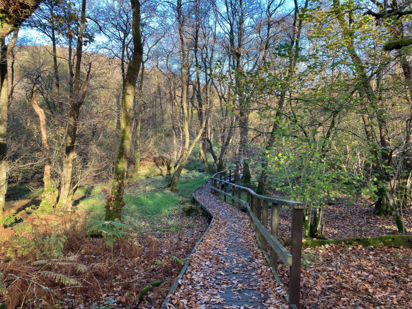 Landscape photo of a wooden boardwalk footpath through wet woodland. A handrail runs along the right side.
The trees are a mix of deciduous but the woodland here is predominantly alder. Some green leaves still cling to branches. Brown fallen leaves litter the boardwalk and lush green woodland floor. 
The rise of a hillside beyond shows through the tree trunks, golden brown in the afternoon sunlight. The sky is bright blue.