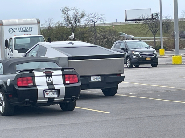 A seagull is perched on top of a cyber truck.  (Also, it’s apparent the seagull has already decorated the vehicle.)