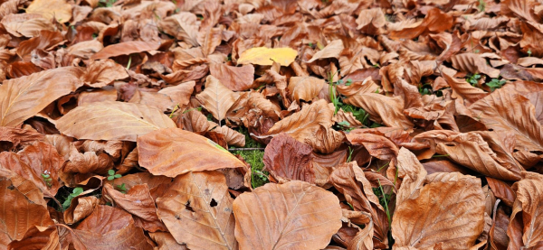 The leaves of the beech tree beyond our back gates have carpeted the ground with cinnamon coloured crispy leaves. Some are curled up tightly, whilst others are gently twisted and contorted. The mearest breeze lifts them all up and scatters them about with ease.