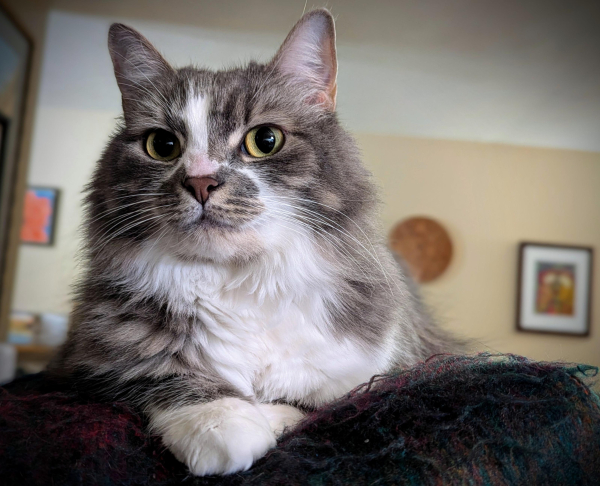 Close photo of a fluffy grey and white cat (my cat Fell) sitting, facing us, atop a fuzzy, dark, woven blanket on the back of a chair. The silhouette of the cat is like a heraldry crest: Two softly pink and fluffily white ears in points listening forward like the points of a crown worn by a fiercely proud, intelligent grey face with its white blaze that points like a soft arrow down to the dusky pink nose. The face is wonderfully fluffy and symmetrically white-whiskered, with a white ruff, edged on both sides by more silvery grey, that ends where it ruffles over the point of two white paws that rest, one over the other, over the edge of the chair. The large, black pools of her pupils, set in golden eyes, stare beyond us. There is some vignetting around the edges of the picture so we can focus on this noble face, though in the background we can see evidence that we are in a living room, not a castle, some rectangles of colorful art hung on the walls and a warm, round, Mayan calendar made of wood that rises like the sun behind the gorgeous cat.