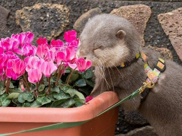 A picture of an otter.