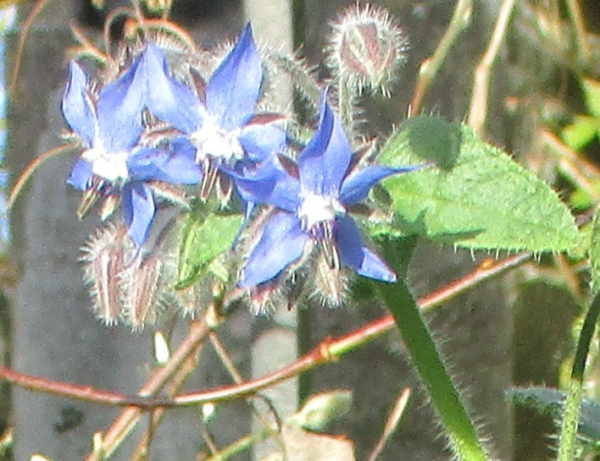 Close up of three borage flowers still in bloom near my front gate this morning.