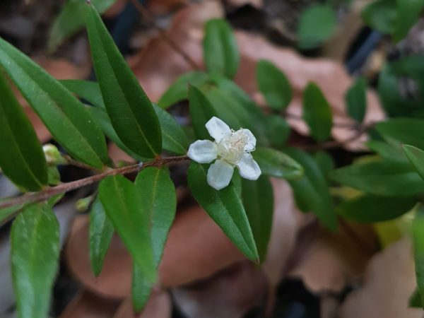 A tiny white flower on a plant with thin, pointed dark green leaves. The flower has 5 ovalish petals arranged around a cluster of fluffy white stamens. The ground behind it is covered in dry brown leaves.