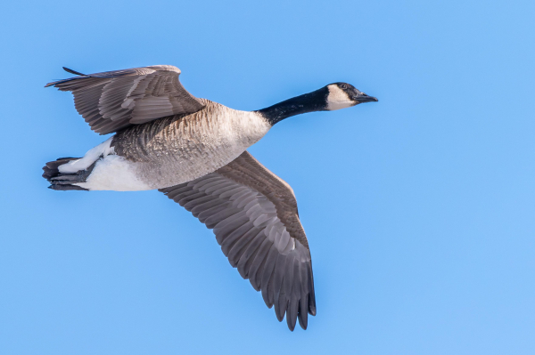 Photograph of a Canada goose in flight against a bright blue sky. The goose is in profile flying to the right with its feet and legs pulled into its body, its wings out stretched, and one eye visible. Canada geese have white and tan mottled chest and belly feathers, white under-tail feathers, brown back and wing feathers, a long, slender black neck, a black head with a white cheek patch that run under the upper throat, dark eyes, black bills, and black legs and webbed feet.