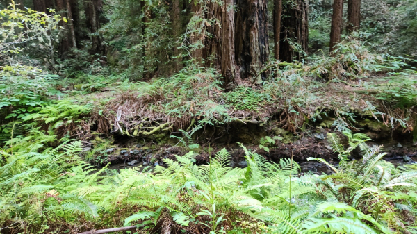 A photo from Muir Woods. Looking across a stream. Theres ferns everywhere. Lots of foliage. The bottoms of red woods. 