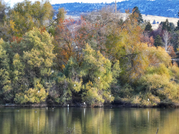 Photo of a mass of giant willow and oak trees--the former still a pale green, the latter more stripped and infected with russet leaves--towering along the far side of a river that is remarkably smooth-looking, its textured sheen like an oil painting of the trees in reflection. The willows overwhelm the background and are so full many of their branches hang low and skim along the edge of the water. Pale, dry, chaparral foothills and a cold white sky peek above the treetops in reflection, but below that wintery sky, the palette is all autumn; coots and ducks and mergansers wander along each others' slender wakes and nestled at intervals in the trees are seven white herons--great egrets--like tall, bright ghosts.