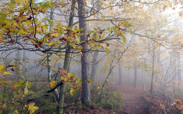 Herbstwald im Nebel. Äste mit bunten Blättern  und ein mit Laub bedeckter Waldweg. Dichter Nebel im Wald.