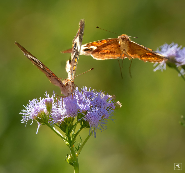 Color photo of a common buckeye butterfly on a cluster of feathery blue-lavender flowers. Another buckeye with wings spread is in the air just behind it. 