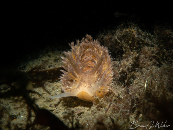 Subject: Shag Rug Nudibranch (Aeolidia Papillosa). A mottled tan and brown nudibranch facing the camera with mouth tendrils out to the side and rhinophores sticking straight up. The numerous protrusions on the back are sticking out in all directions. The nudibranch is moving through some silty seaweed with a darkened background.