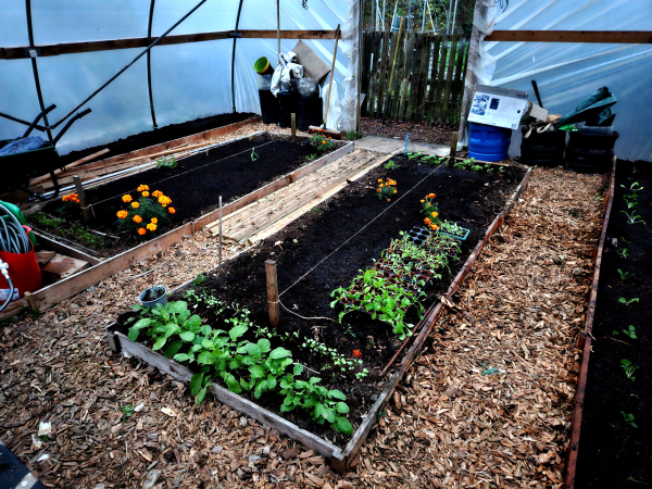 A view from one corner of a short polytunnel looking diagonally across to the far corner. Two wide mid tunnel bed have some seedlings at the ends and dark compost down the bulk of the bed, the centre of each bed is marked with a string line between two low stakes. There are two flowering marigold plants in each bed, in random locations. Down each side there is a narrow bed, the camera angle is wide enough to catch the length of the bed from the viewpoint to the other end, there are some leafy seedlings a single row in this bed. Across the path are more seedlings in trays. The paths are pale woodchip.