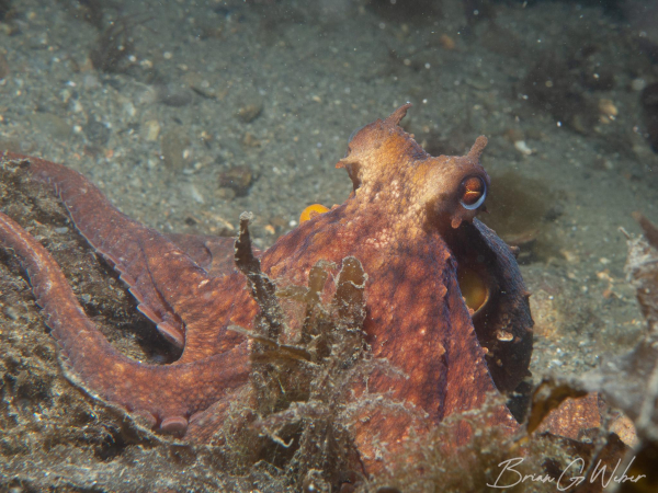 Subject: Common octopus. The octopus rests on the edge of a rock with arms outstretched looking at the camera. The skin is a mottled orange with light tan around the eyes and a slightly bumpy texture.