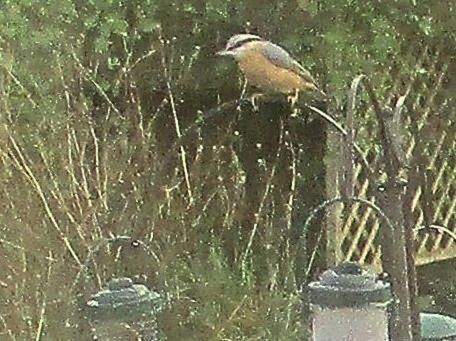 A nuthatch perched on top of the frame of a bird feeder.