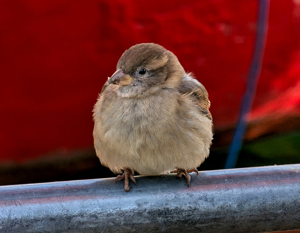 Ein Haussperling (Passer domesticus) sitzt aufgeplustert auf einem Metallrohr und schaut nach rechts. Am Schnabel kleben kleine Krümel.
Der Vogel ist an Brust und Bauch aschgrau gefiedert. Kopf, Rücken und Flügeloberseiten sind bräunlich.