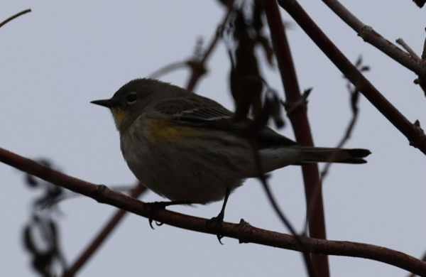 A yellow-rumped warbler perched on a branch under gray skies.