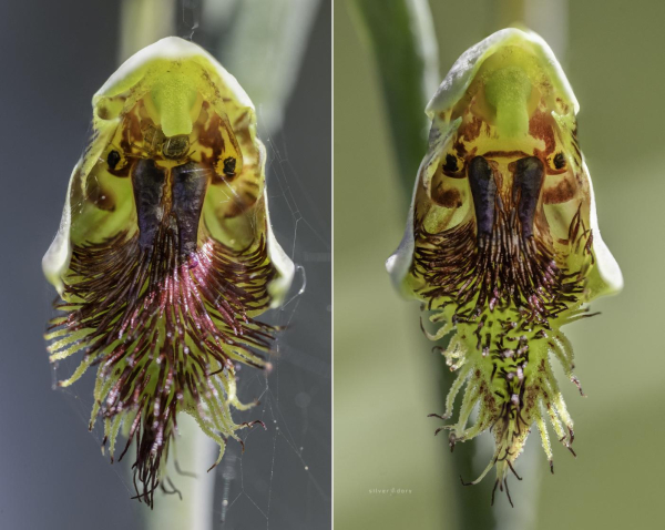 Copper beard orchids flowering near Mallacoota, VIC - spring 2024.