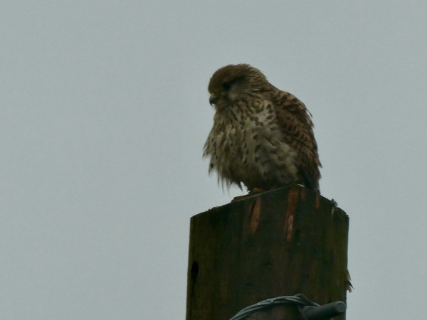 Dark smudgy photo of a kestrel sitting on the top of an electricity pole. Its speckled breast feathers look damp and ruffled, it’s generally a bit bedraggled. The sky behind is grey and featureless.